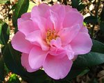 vignette Camélia ' DAINTINESS '  camellia hybride williamsii