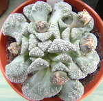 vignette titanopsis