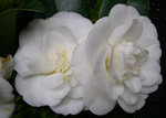 vignette Camellia 'Alba Plena', japonica