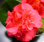 vignette Camellia 'Alex Ronsoni', japonica