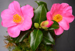 vignette Camellia 'Anne Marie Pichon', japonica