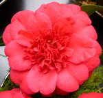 vignette Camellia 'Anne Smith', japonica