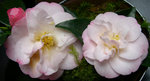 vignette Camellia 'Dr Tinsley', japonica