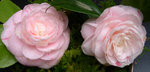 vignette Camellia 'Chardonneret', japonica