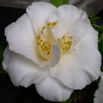 vignette Camellia 'Emmet Barnes', japonica
