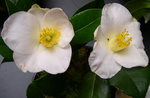 vignette Camellia 'G. B. de Kerret', japonica