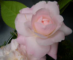 vignette Camellia 'Julia Haminter', japonica