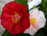 vignette Camellia 'Lady Vansittart', japonica