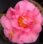 vignette Camellia 'Lasca Beauty', reticulata