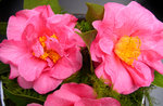 vignette Camellia 'Leonard Messel', reticulata