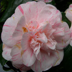 vignette Camellia 'Marguerite Gouillon', japonica