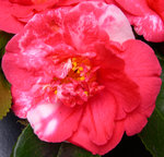 vignette Camellia 'Mikenjaku', japonica