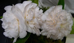 vignette Camellia 'Mont Blanc', japonica