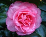 vignette Camélia ' CAN CAN ' camellia  japonica