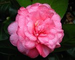 vignette Camélia ' CAN CAN ' camellia  japonica