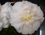 vignette Camellia 'Onetia Holland', japonica