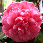 vignette Camellia 'Optima', japonica