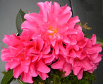 vignette Camellia 'Pink Dahlia', reticulata