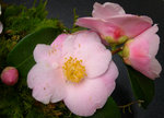 vignette Camellia 'Quintessence', hybride de lutchuensis