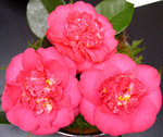 vignette Camellia 'R. L. Wheeler', japonica