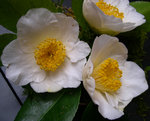vignette Camellia 'Rogetsu', japonica