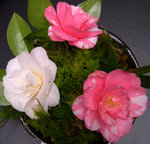 vignette Camellia 'Sabiniana', japonica