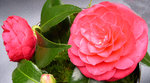 vignette Camellia 'Spring Formal', japonica