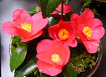 vignette Camellia 'Spring Promise', japonica