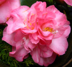 vignette Camellia 'Spring Sonnet', japonica