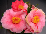 vignette Camellia 'Tricolor de Manersoul', japonica