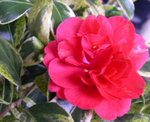 vignette Camellia 'Variegata', japonica