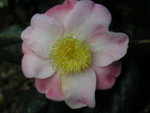 vignette Camellia 'Furo-An'