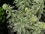 vignette Euphorbia 'Silver swan'