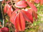 vignette Rhynchospermum jasminoides