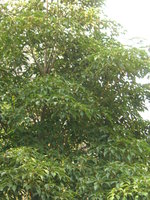 vignette Trochodendron aralioides