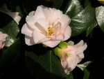 vignette Camellia 'FLeur Dipater'