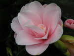 vignette Camellia 'Fleur de Pcher'