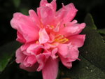 vignette Camellia 'Fragrant Pink' ( petite fleur)