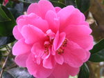 vignette Camellia 'inspiration'