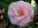 vignette Camellia'Spring festival'
