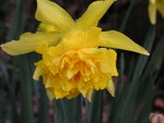 vignette Narcissus daffodil 'Telamonius Plenus' = Narcissus 'Van Sion'