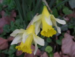 vignette Narcissus pseudonarcissus