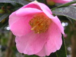 vignette Camellia williamsii 'St Ewe'