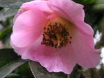 vignette Camellia williamsii 'St Ewe'