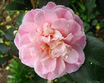 vignette Camélia ' CONFETTI BLUSH ' camellia japonica