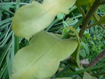 vignette Epiphyllum oxypetalum