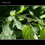 vignette Bauhinia