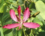 vignette Bauhinia (fleur )