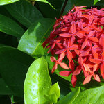 vignette Ixora