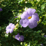 vignette Thunbergia erecta